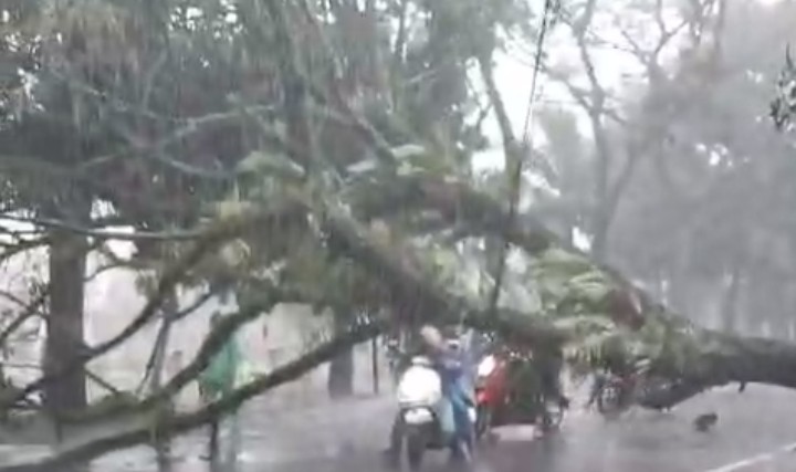 Hujan Deras disertai Angin Kencang hingga Pohon Tumbang