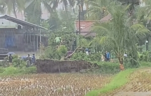 Pohon Tumbang Akibat Hujan Dan Angin Kencang di Cianjur