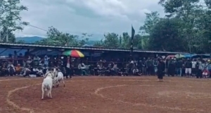 Seni Ketangkasan Domba Meriahkan Sukaluyu, Cianjur, Ratusan Warga Padati Lokasi